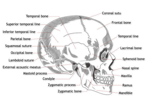Human Skull structure