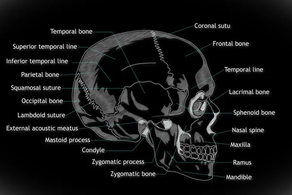 Struttura del cranio umano — Foto Stock