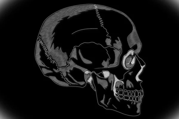 인간의 두개골 구조 — 스톡 사진
