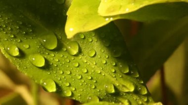 Waterdrops yaprak makro 01 tarihinde