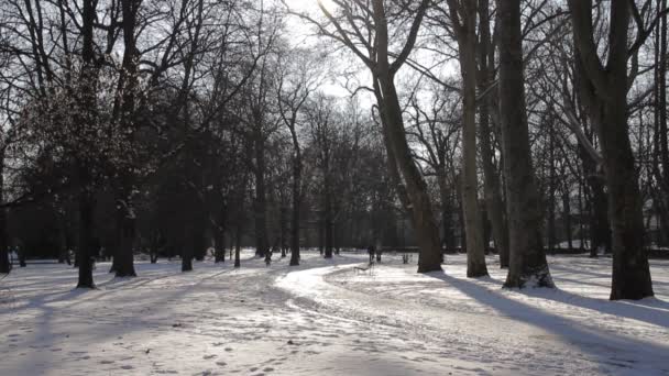 Árvores nuas no parque de inverno — Vídeo de Stock