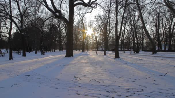 Kale bomen in winter park — Stockvideo