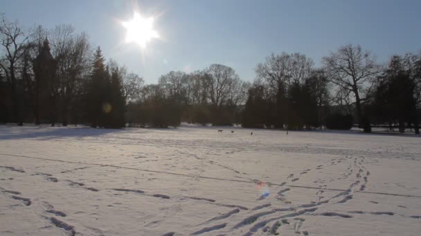 Donmuş göl üzerinde çalışan köpek — Stok video