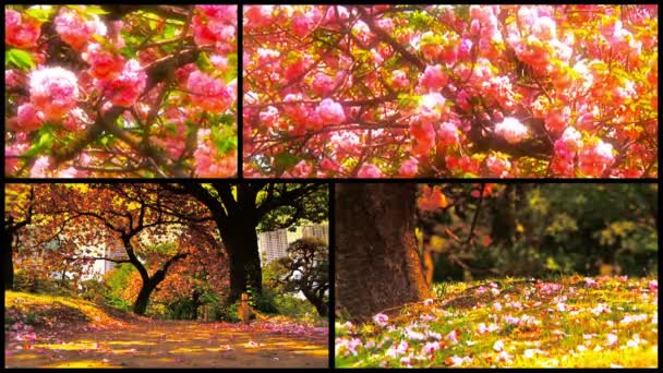 Naturen våren från alla sidor — Stockvideo