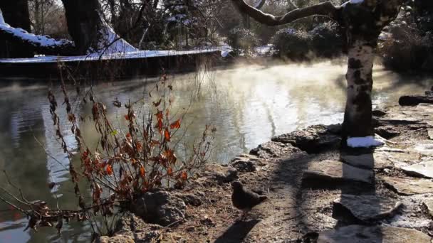 Tauben spazieren im Winterpark — Stockvideo