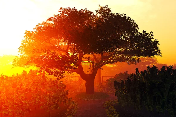 Jardin d'herbes et cerisier d'été Coucher de soleil Lever de soleil 3D render — Photo