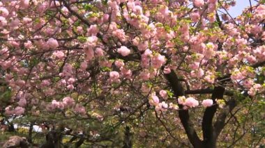 kapanese Bahçe Tokyo ağacında kiraz çiçeği