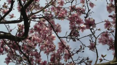 Liriodendron lale ağacı ilkbahar Japon bahçesi