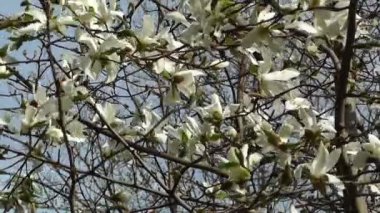 Liriodendron lale ağacı ilkbahar Japon bahçesi
