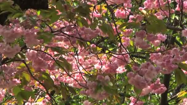 Cherry blossom tree — Stock Video