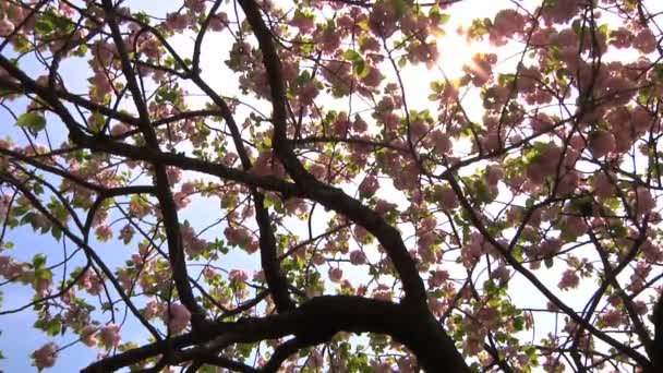 Cherry blossom tree in kapanese garden in Tokyo — Stock Video