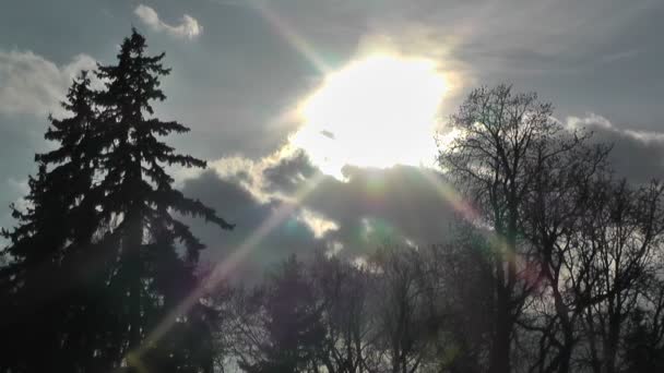 Alberi primaverili e nuvole tramonti timelapse — Video Stock