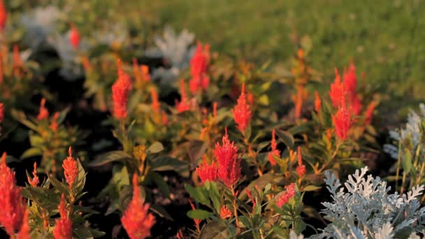 Rote Blüten — Stockvideo