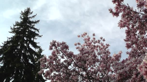 Liriodendron tulpenbaum und kiefer frühling japanischer garten — Stockvideo