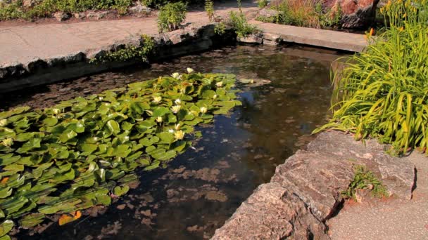 연못에 물 lillies — 비디오