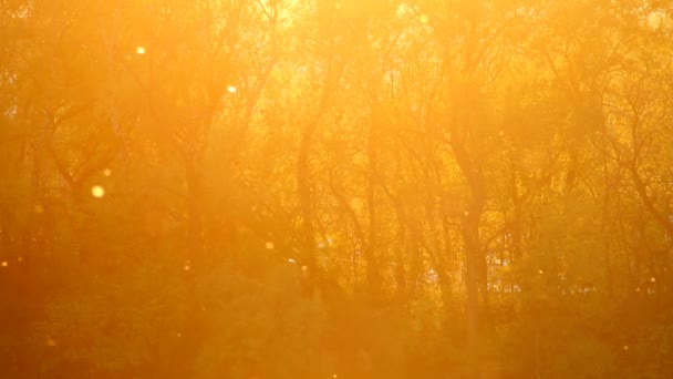 Schoonheid zonsondergang in voorjaar met vliegende plant bloemblaadjes en bloesems in de lucht. — Stockvideo