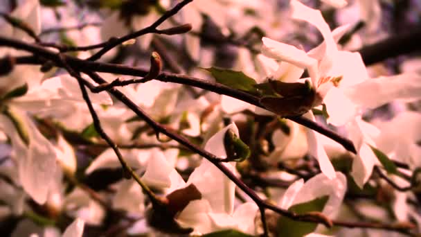 Liriodendron Tulpenbaum Frühling japanischer Garten — Stockvideo