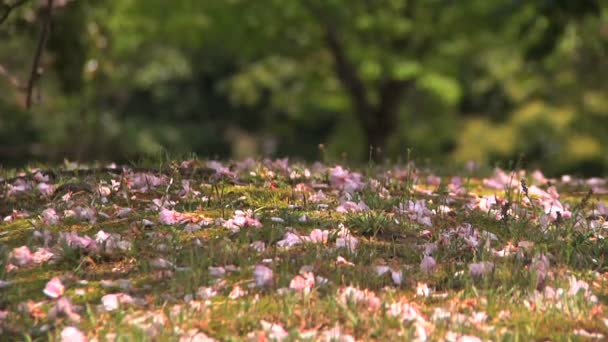 Flores de cerezo en el suelo — Vídeo de stock