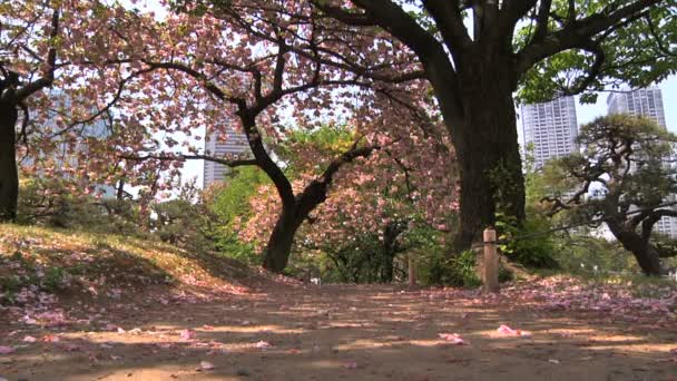 Cherry blossom tree — Stock Video
