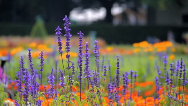 Flores de verano con carrito de bebé y niña en el fondo — Vídeos de Stock