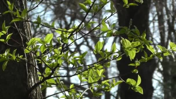 Lente sycamore tree — Stockvideo