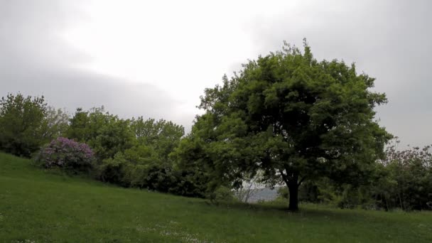 Groene bomen in een park — Stockvideo