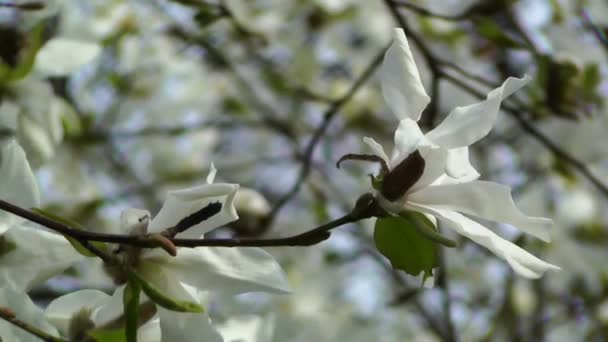 Liriodendron lale ağacı ilkbahar Japon bahçesi — Stok video