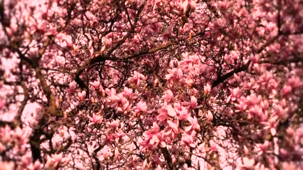 Liriodendron tulipa árvore primavera jardim japonês — Vídeo de Stock