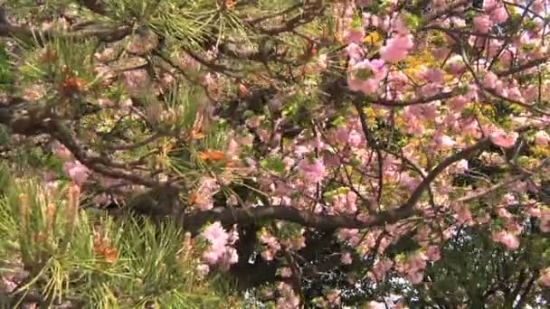 樱桃树和松树 — 图库视频影像