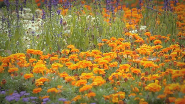 Gele zomerbloemen — Stockvideo