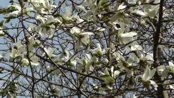 Liriodendron tulipán strom jaro japonská zahrada — Stock video