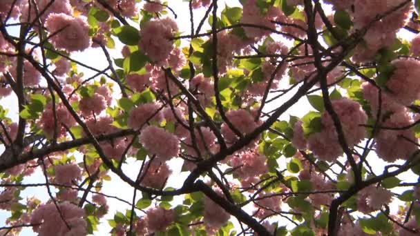 Kersenbloesem boom in kapanese tuin in tokyo — Stockvideo