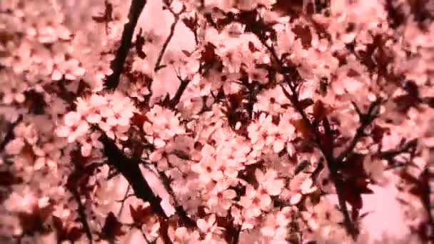 Cherry tree — Stock Video