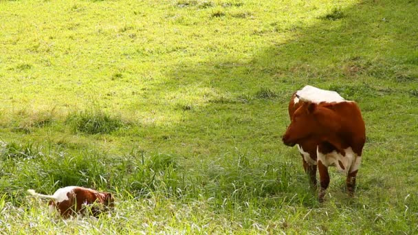 Pradera de verano y vacas — Vídeos de Stock