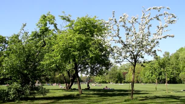 Park på våren — Stockvideo