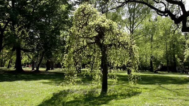 Árbol solitario en un parque — Vídeo de stock