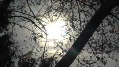 ağaçların arkasında günbatımı