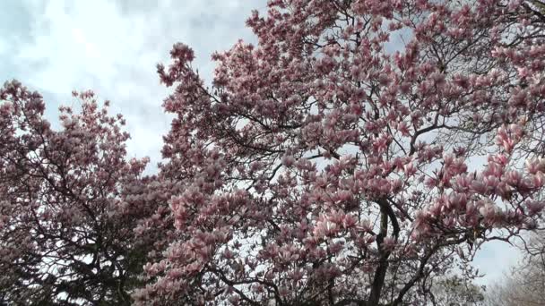 Liriodendron tulipán fa tavasz japán kert — Stock videók