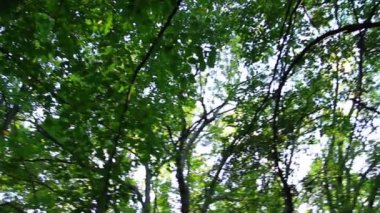 uzun yeşil ağaçlar