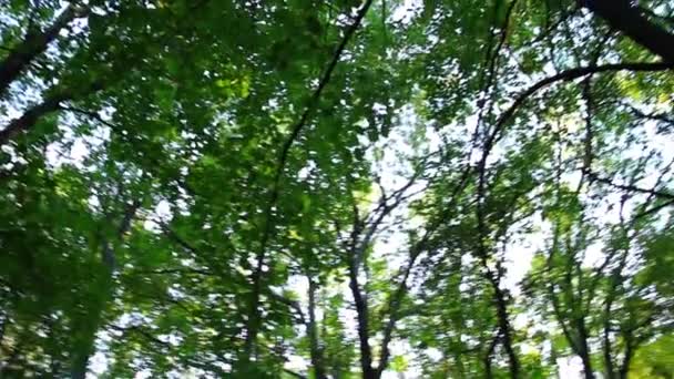 arbres verts