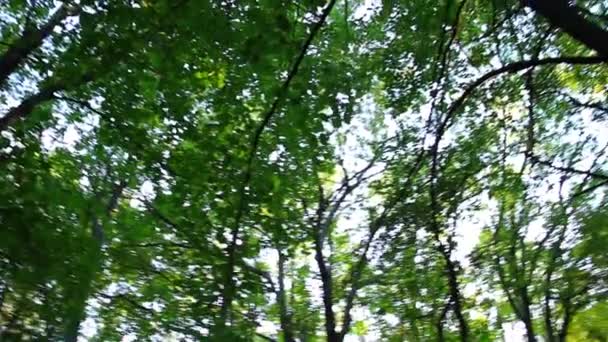 Groene bomen — Stockvideo