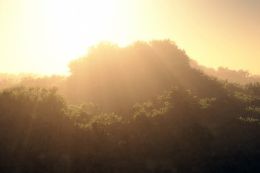 Derin ormanda günbatımı