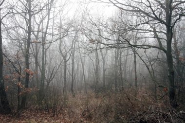 Korkunç sisli kış orman