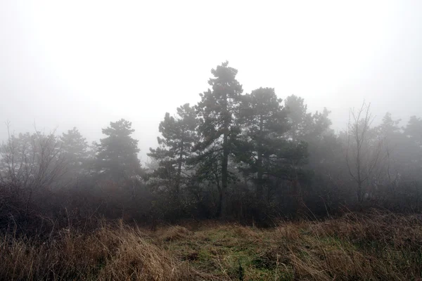 Floresta de Inverno Foggy assustadora — Fotografia de Stock