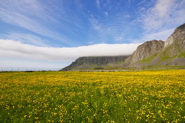 Blommande fält — Stockfoto