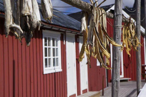 Sušené stockfish — Stock fotografie