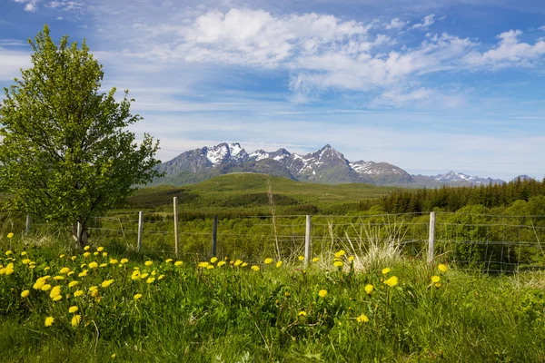 Zomer op de lofoten — Stockfoto