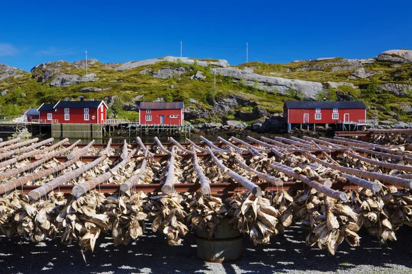 Voorraad vis op de lofoten — Stockfoto