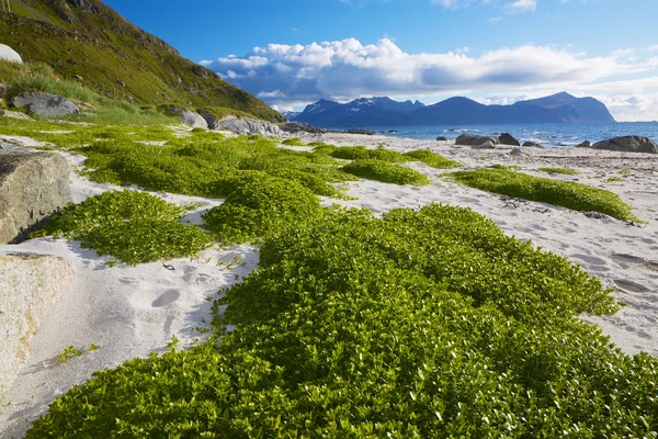 Playa escénica en Lofoten —  Fotos de Stock