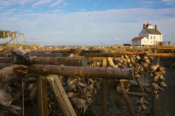 Deniz feneri ile hisse senedi balık — Stok fotoğraf